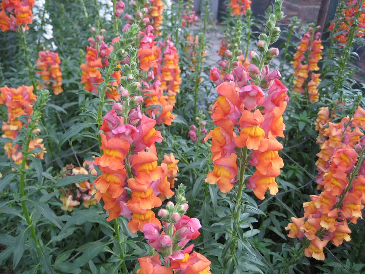 Snapdragons