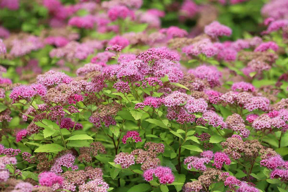 Spirea (Spiraea japonica ‘Little Princess’, ‘Goldflame’)