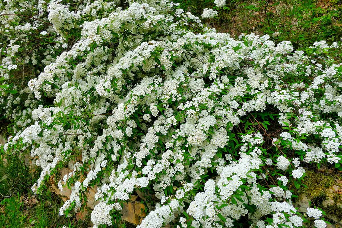 Spirea