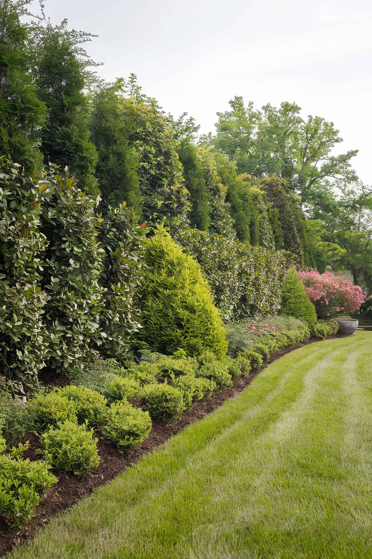 Staggered Shrub Rows for Layered Privacy
