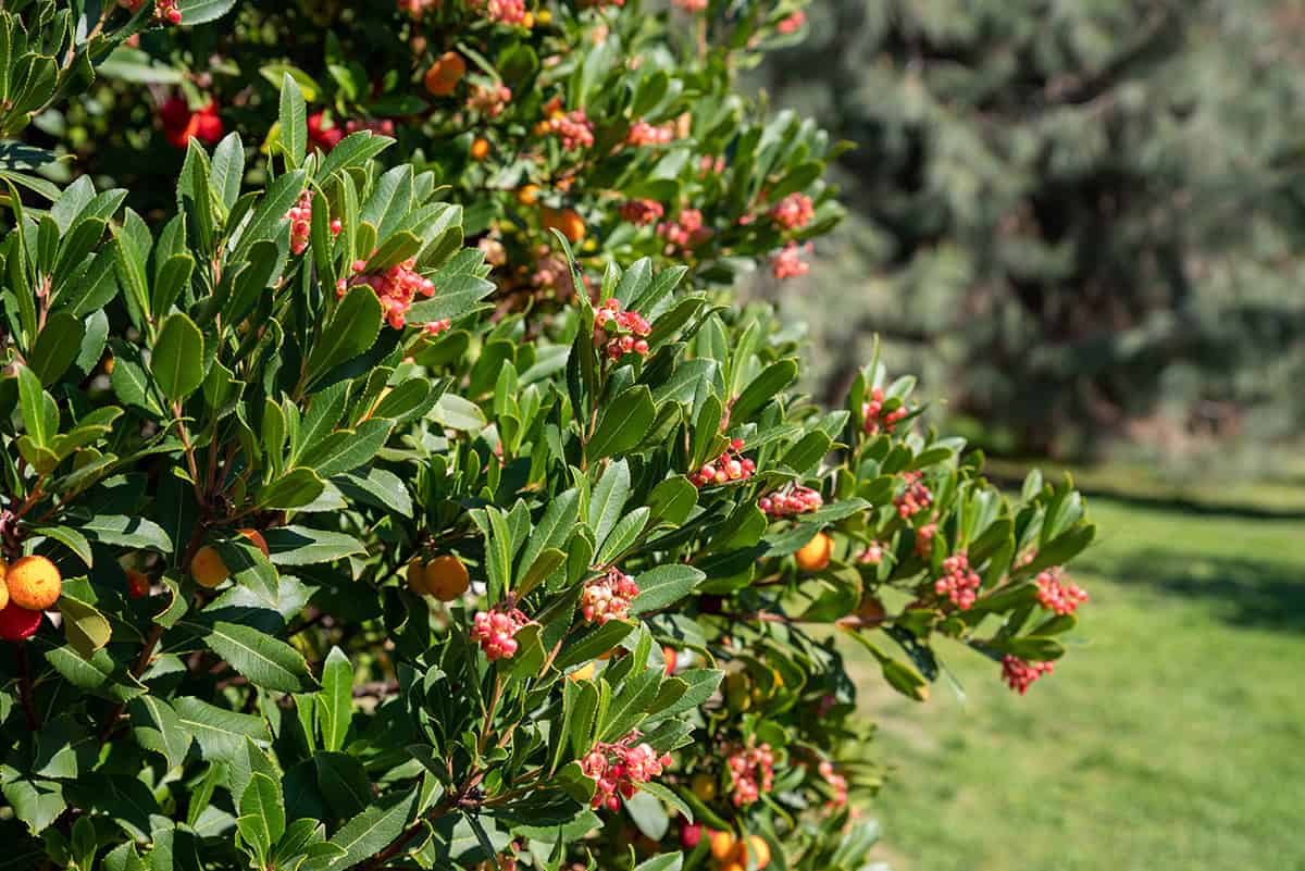 Strawberry Tree (Arbutus unedo)