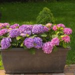 Stunning Container Hydrangeas