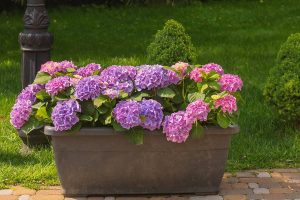 Stunning Container Hydrangeas