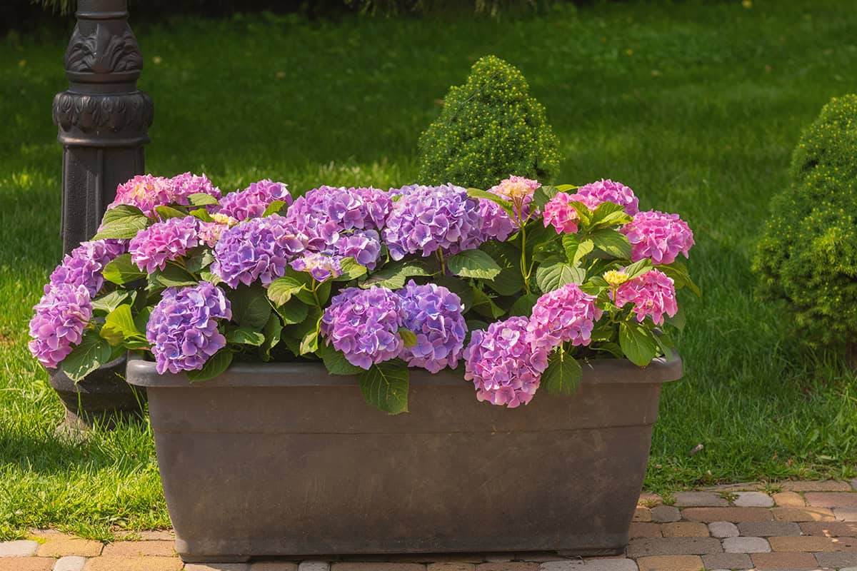 Stunning Container Hydrangeas