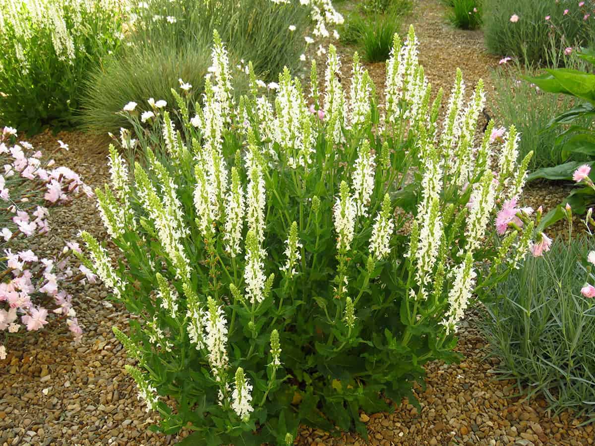 Summersweet (Clethra alnifolia)