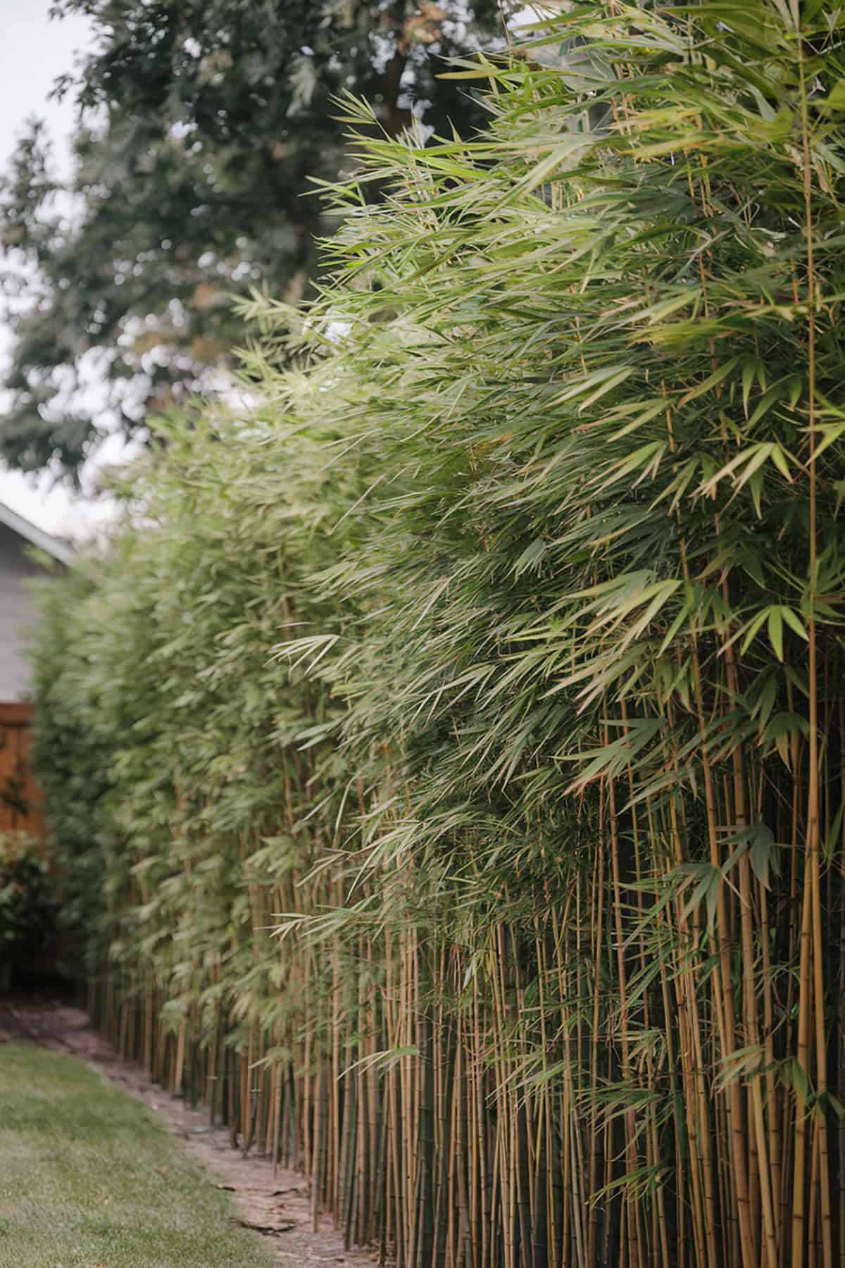 Tall Bamboo Privacy Wall
