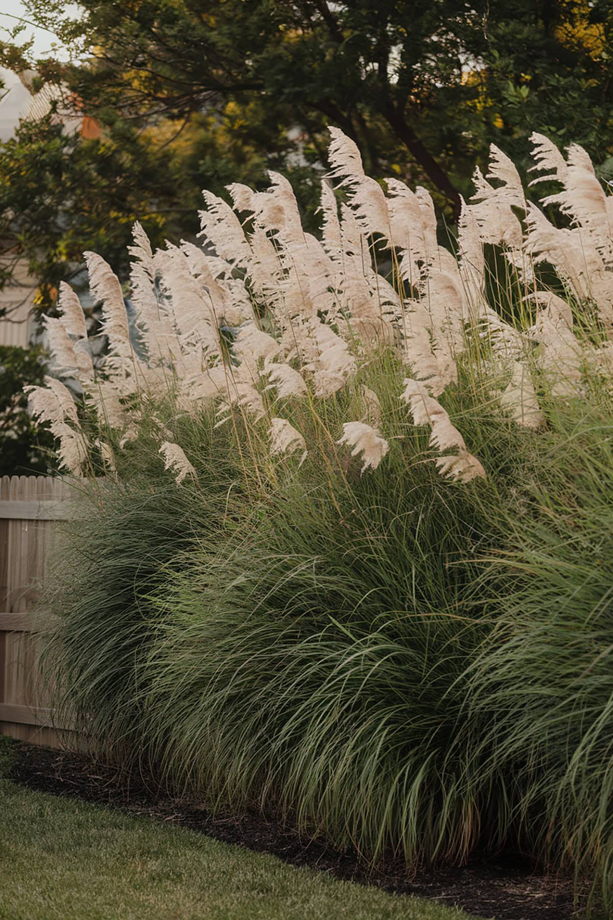Tall Ornamental Grasses