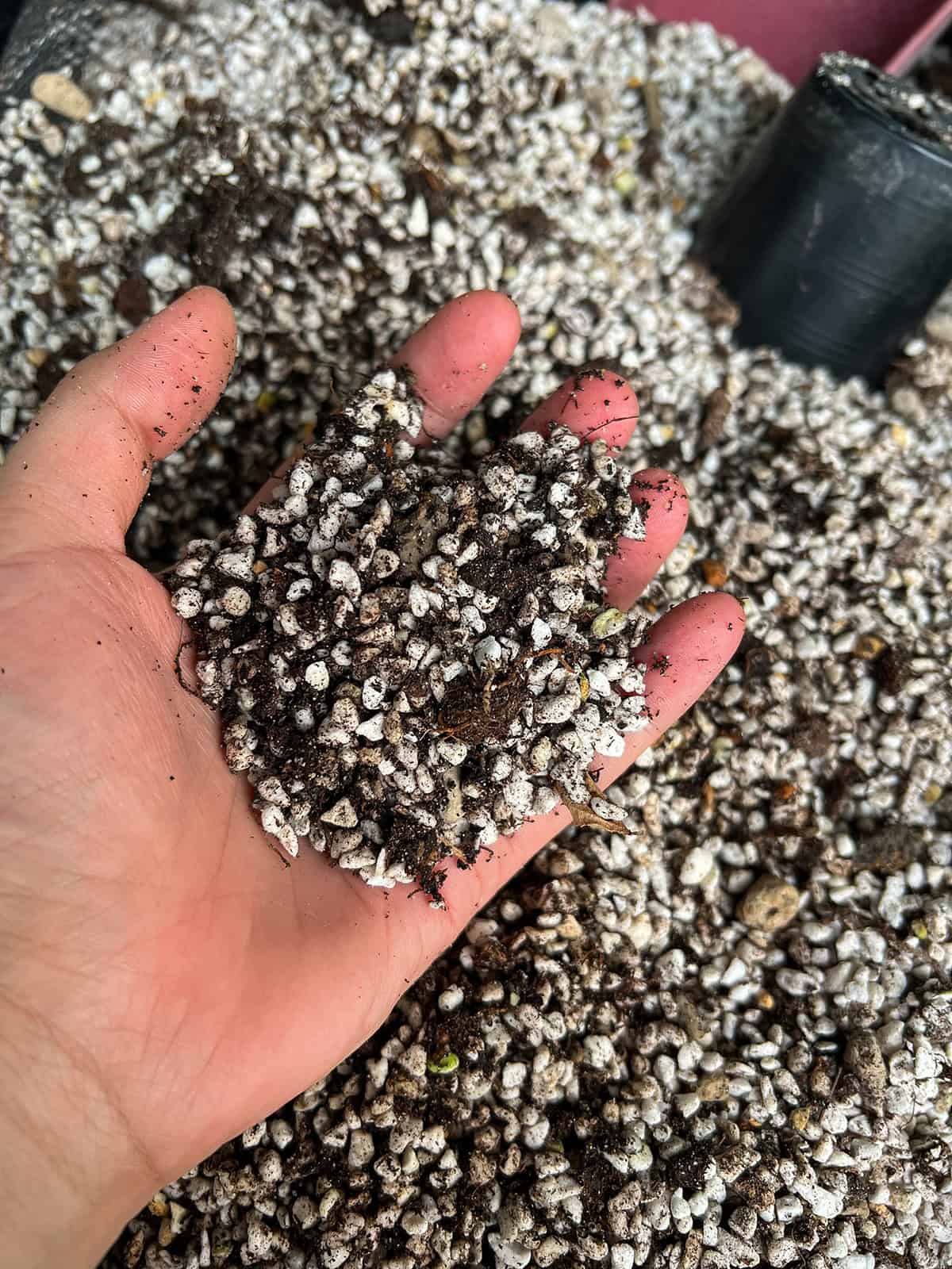 Tips for Effective Use of Peat Moss