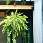 Tips to Use Epsom Salt for Boston Fern