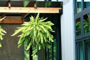 Tips to Use Epsom Salt for Boston Fern