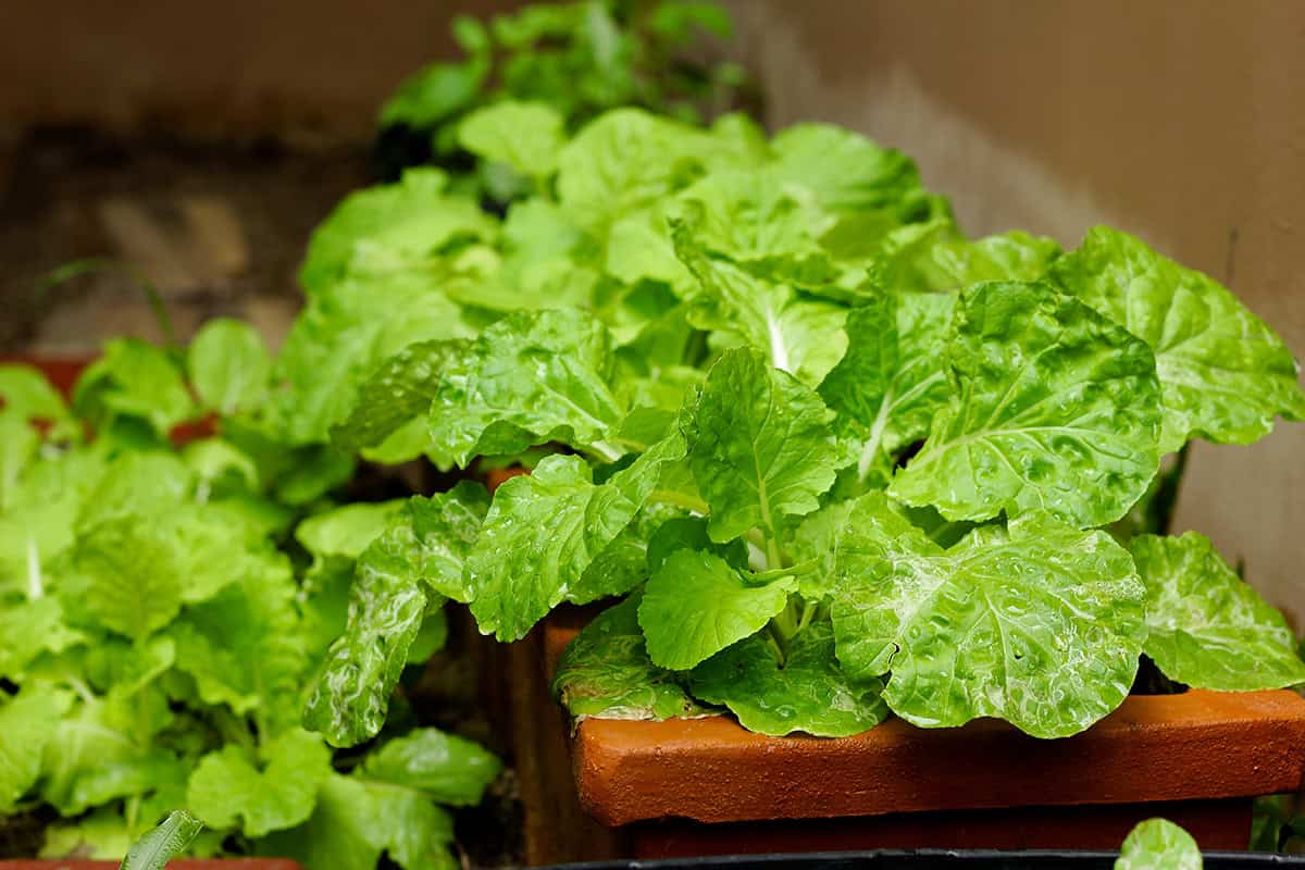 Turnip Greens