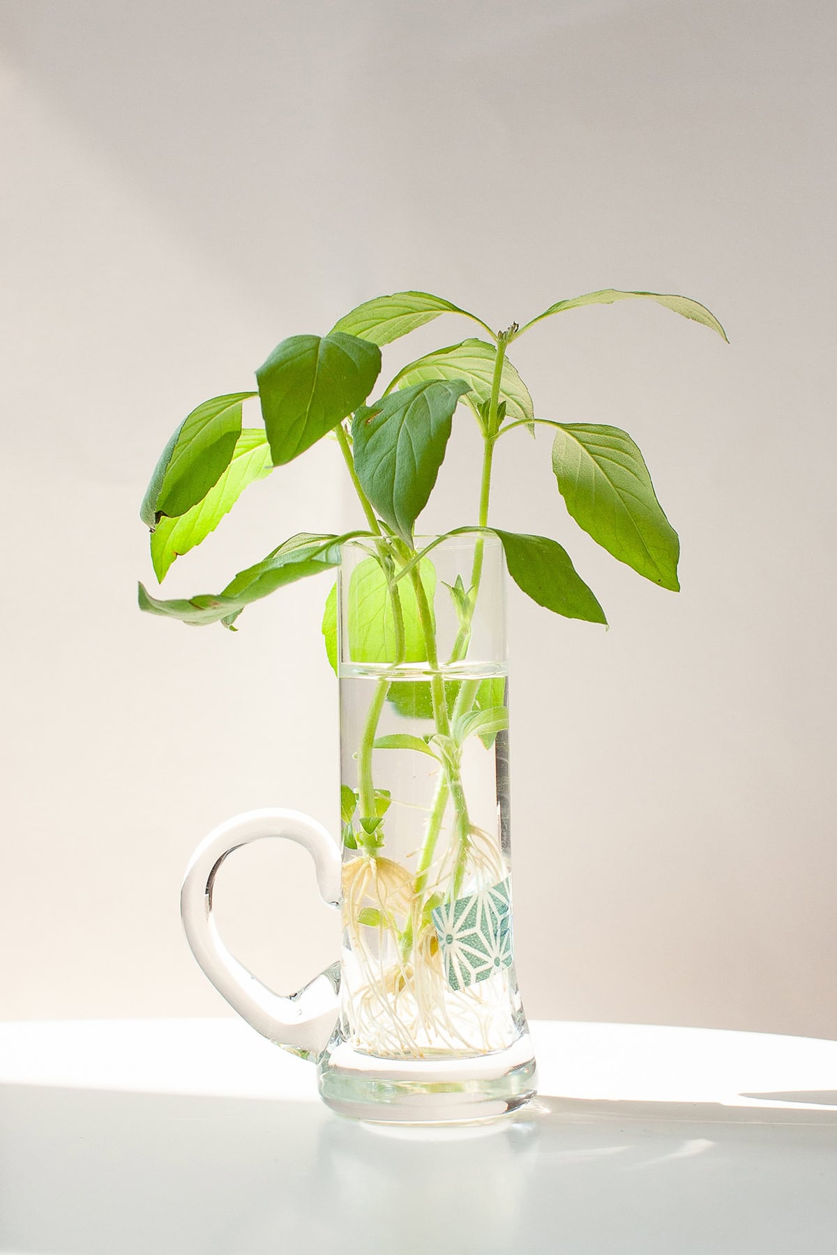 Using Thai Basil In The Kitchen