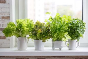 Vegetables You Can Grow Indoors
