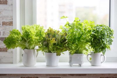 Vegetables You Can Grow Indoors