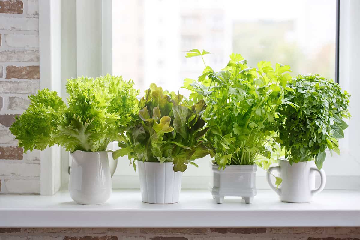 Vegetables You Can Grow Indoors