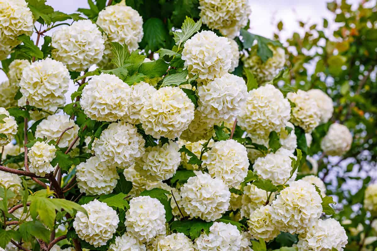 Viburnum (Viburnum tinus, V. opulus, V. carlesii)