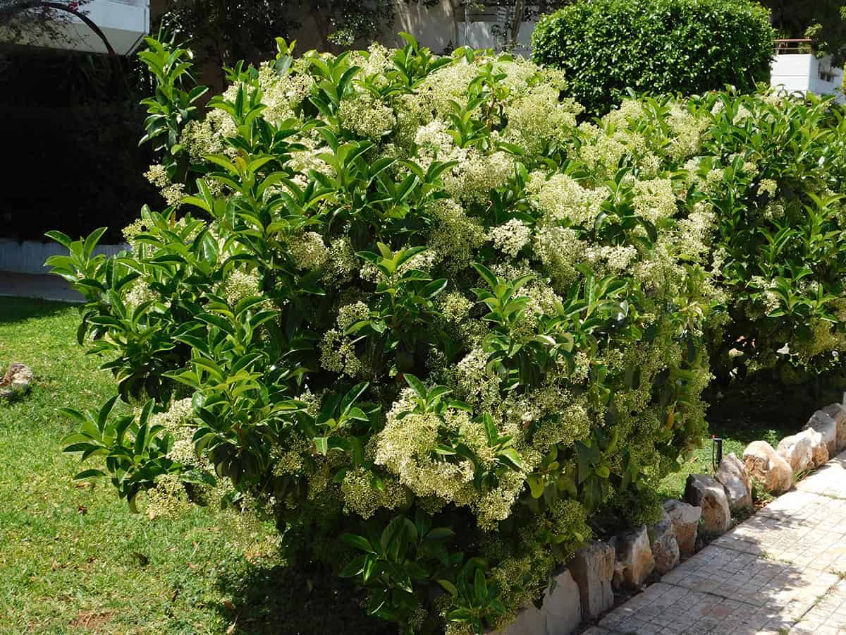 Viburnum