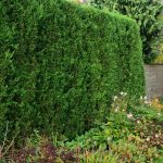 Ways To Block Neighbors View Of Your Yard