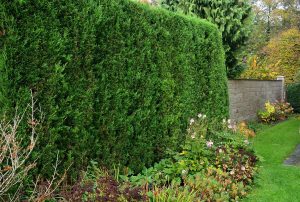 Ways To Block Neighbors View Of Your Yard
