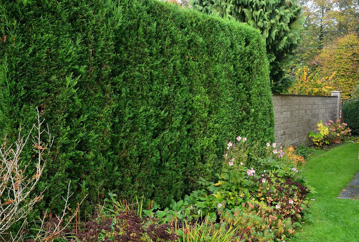 Ways To Block Neighbors View Of Your Yard