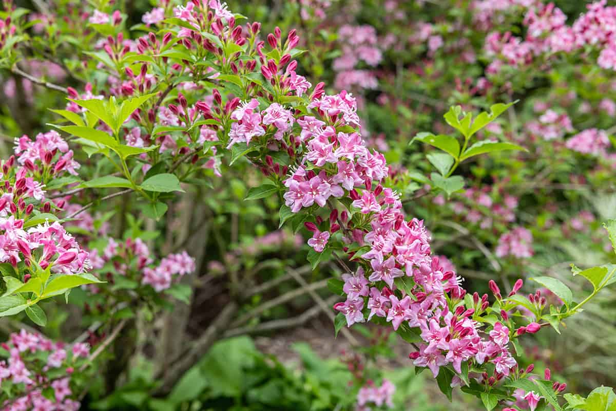 Weigela (Weigela florida)