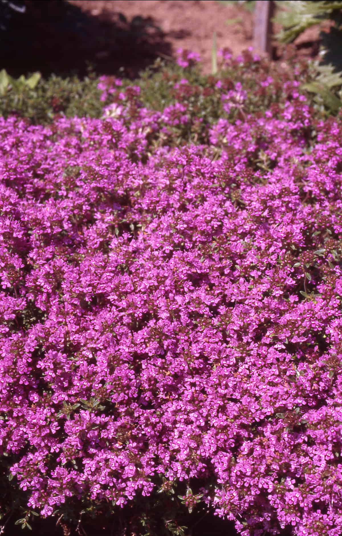 What Is Creeping Thyme