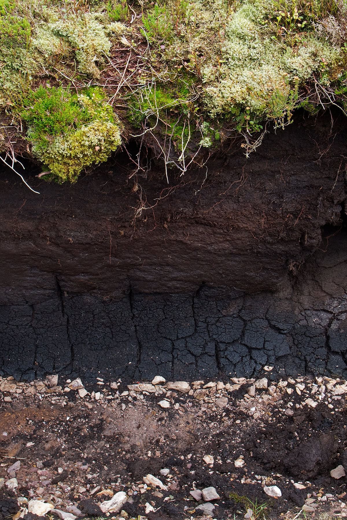 What Is Peat Moss