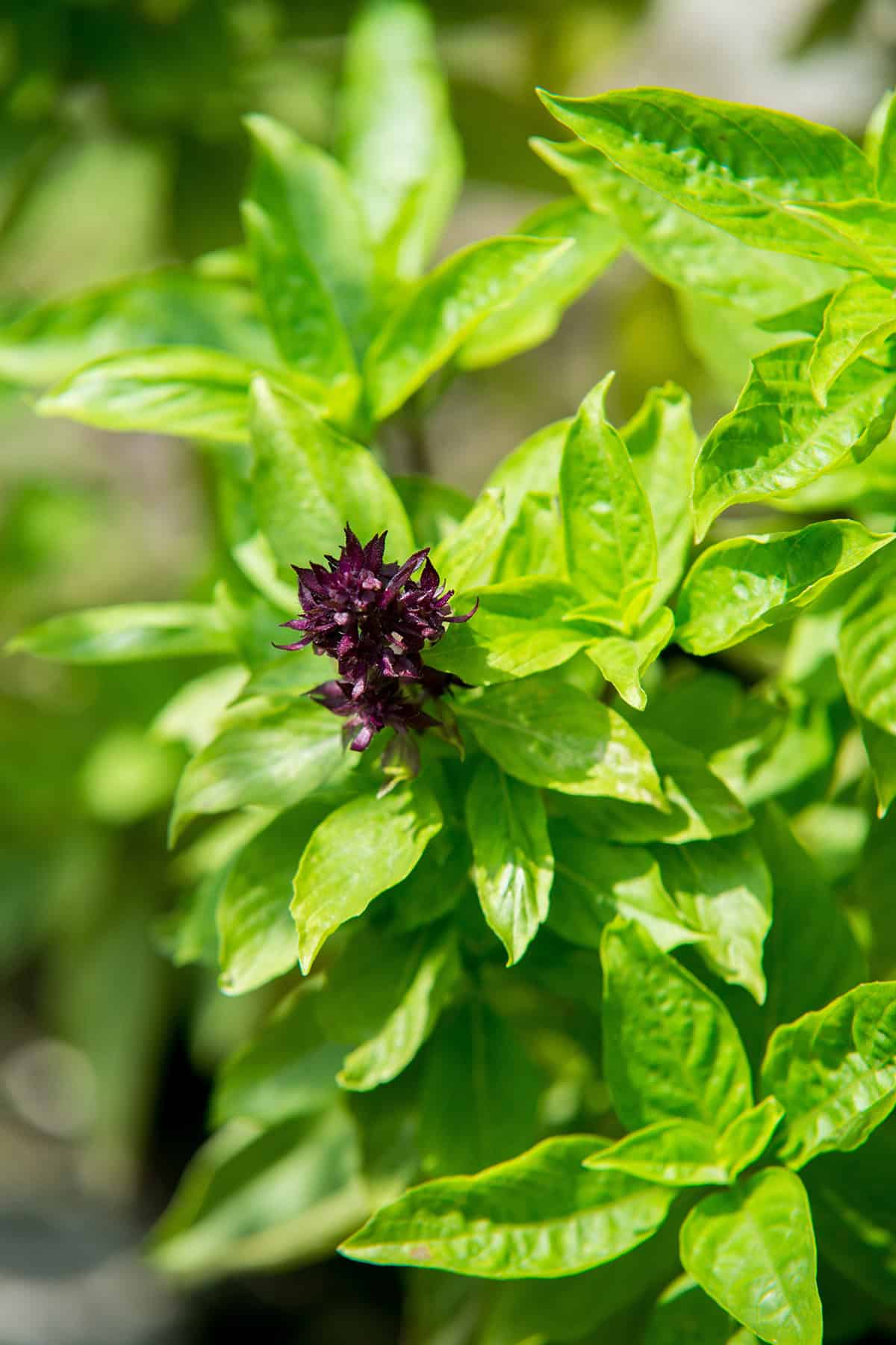 What Is Thai Basil