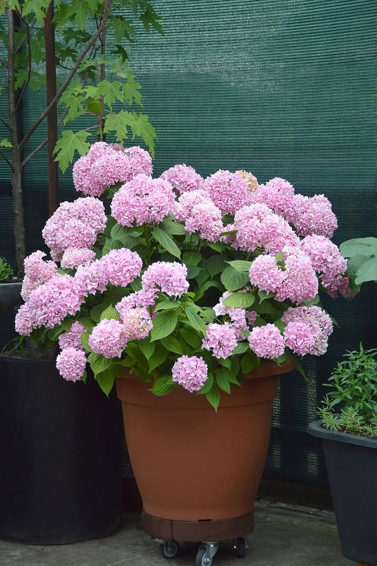 Why Grow Hydrangeas In Pots