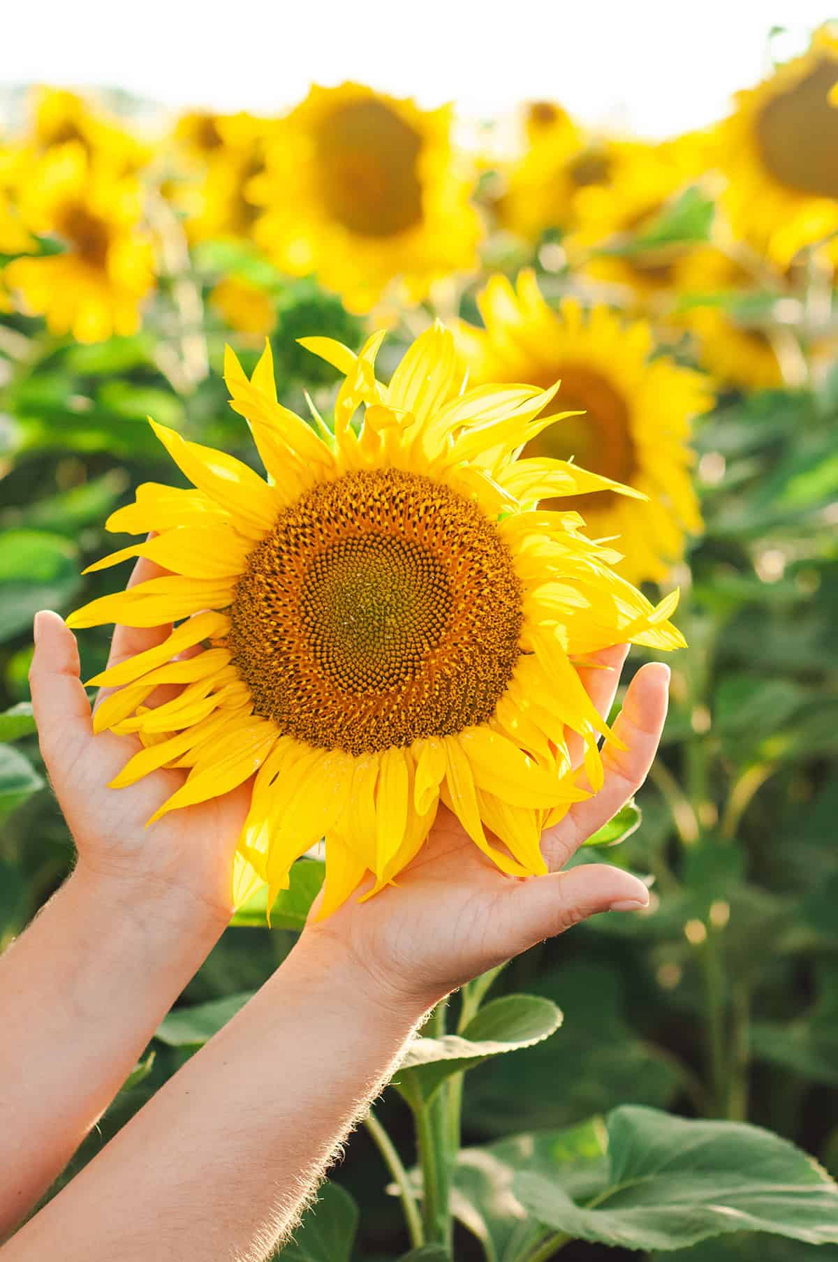 Why Grow Sunflowers