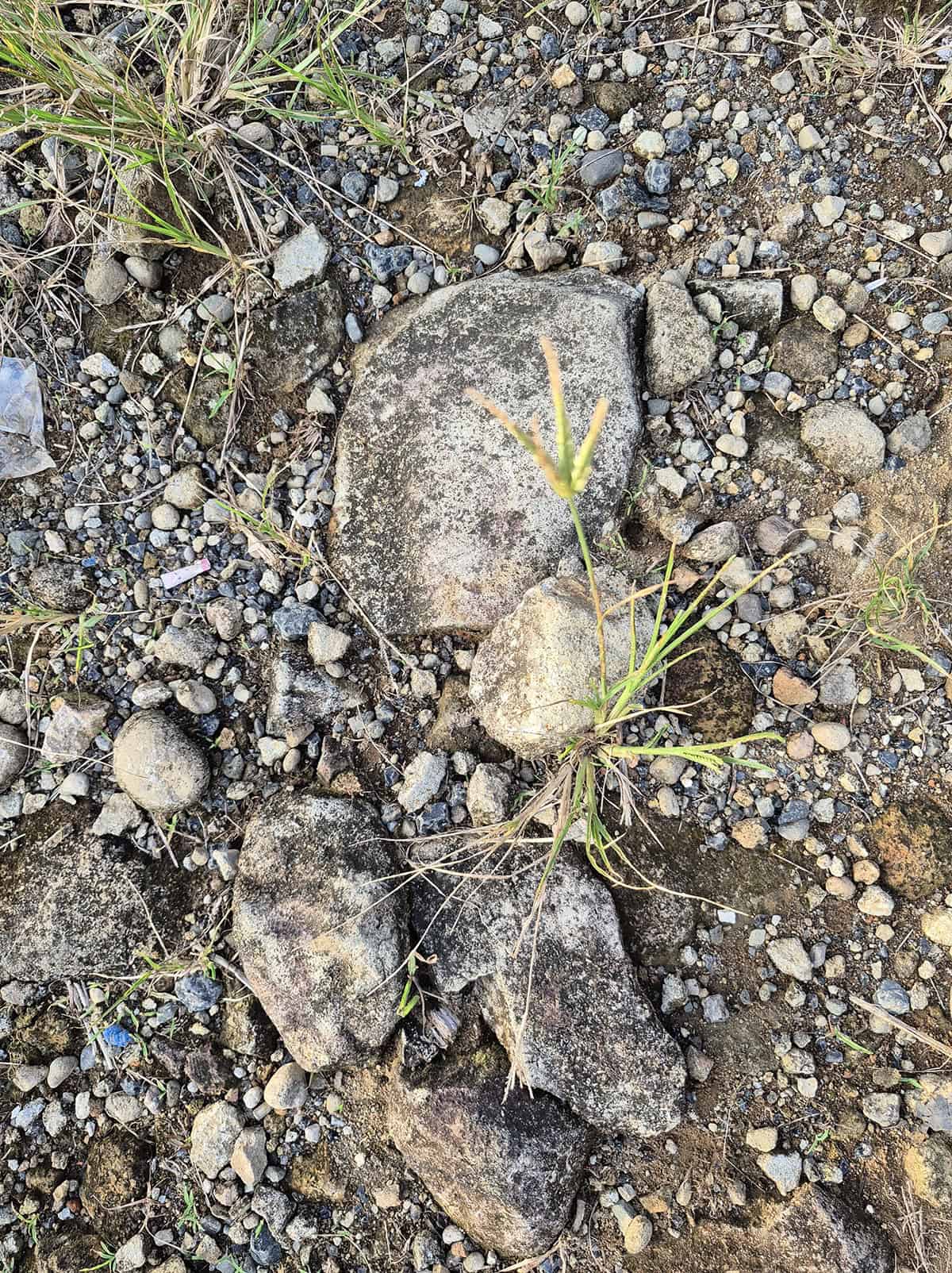 Why Weeds And Grass Invade Rock Beds