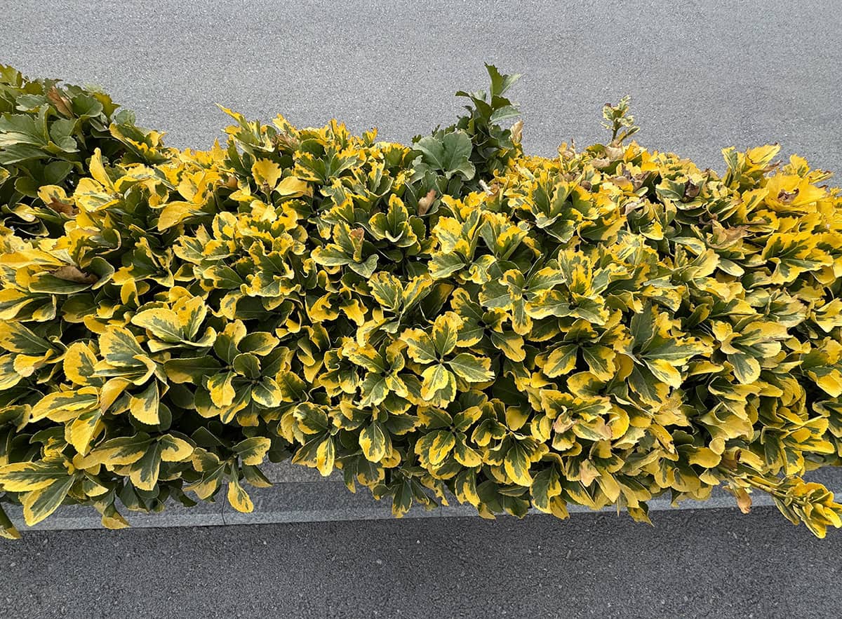 Wintercreeper (Euonymus fortunei ‘Emerald Gaiety’, ‘Emerald ‘n Gold’)