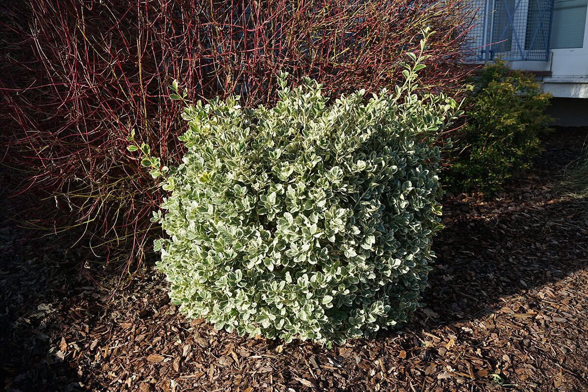 Wintercreeper (Euonymus fortunei)