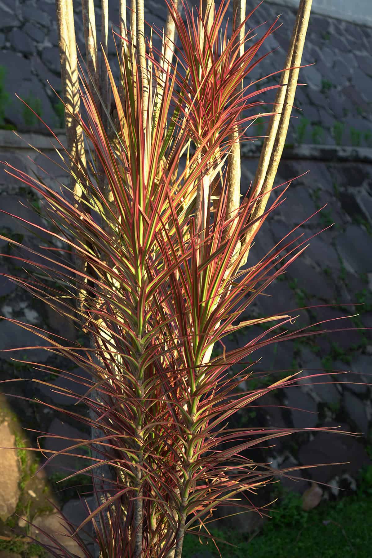 dracaena marginata Light