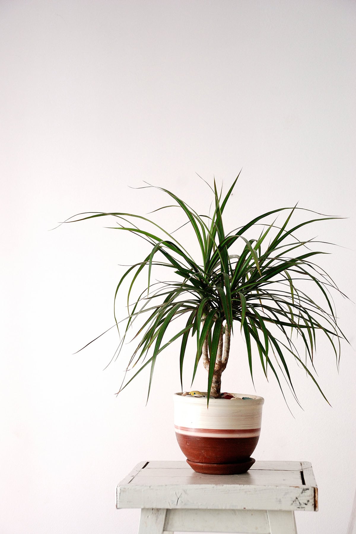 dracaena marginata Plant Varieties