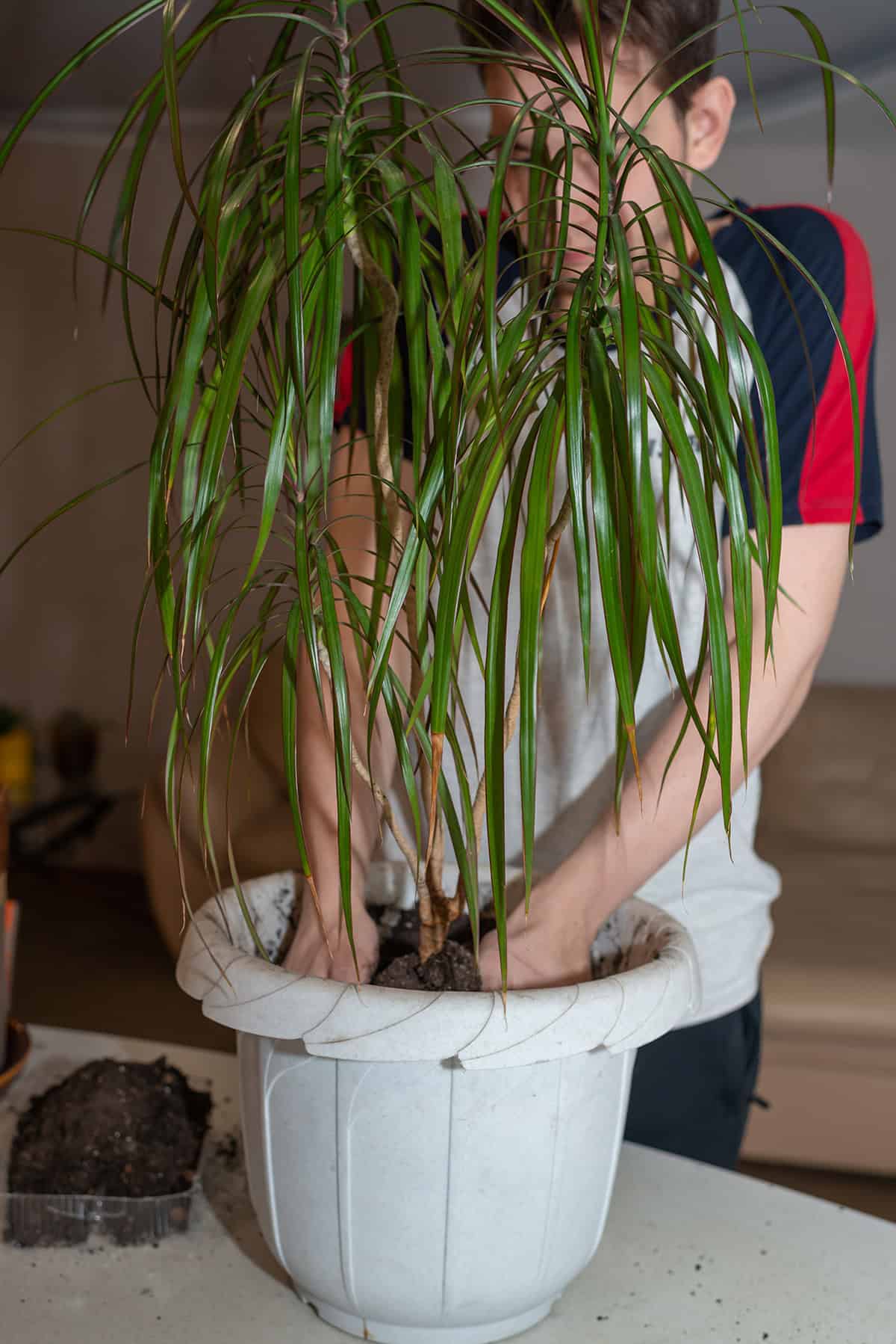 dracaena marginata Potting And Repotting