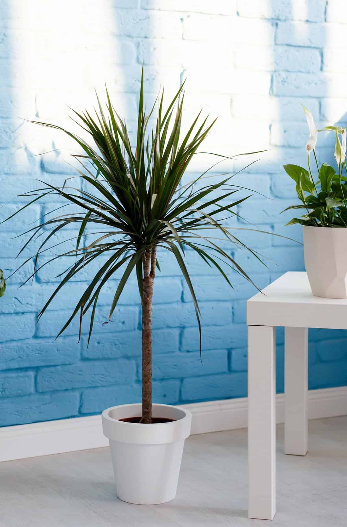 dracaena marginata Temperature And Humidity