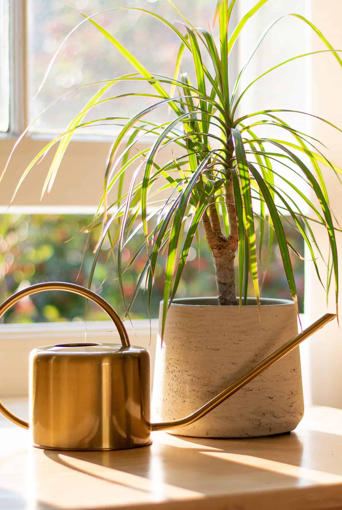 dracaena marginata Water