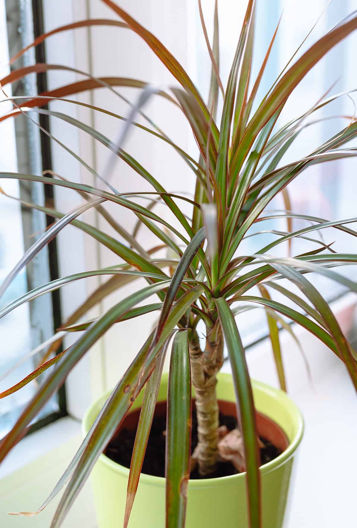 dracaena marginata problems