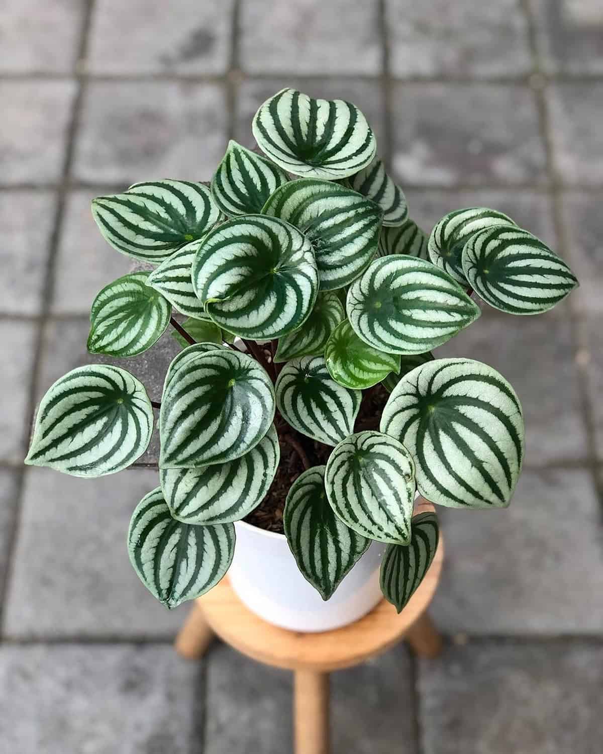 peperomia plants Potting And Repotting