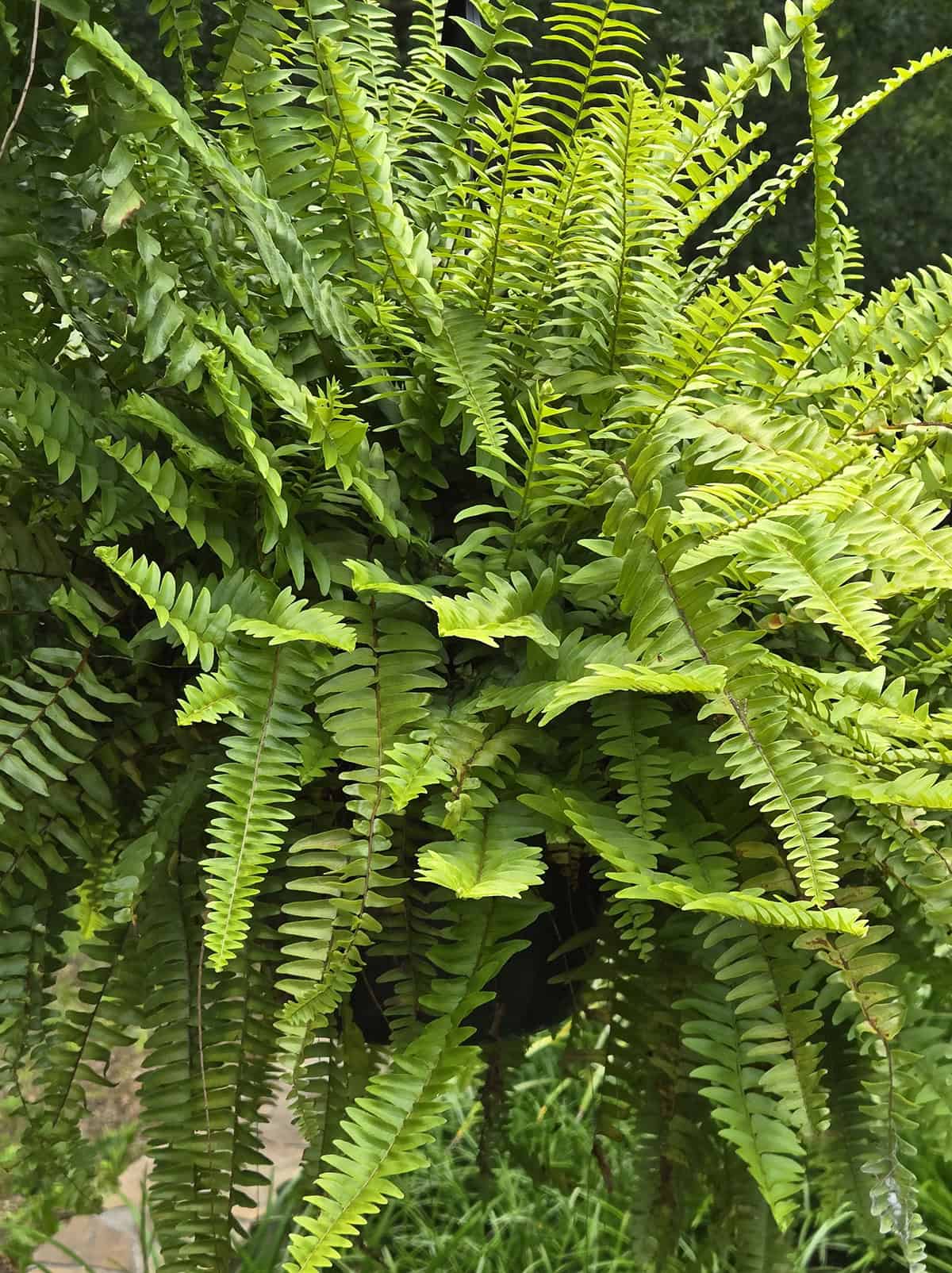 Bostorn Fern Light