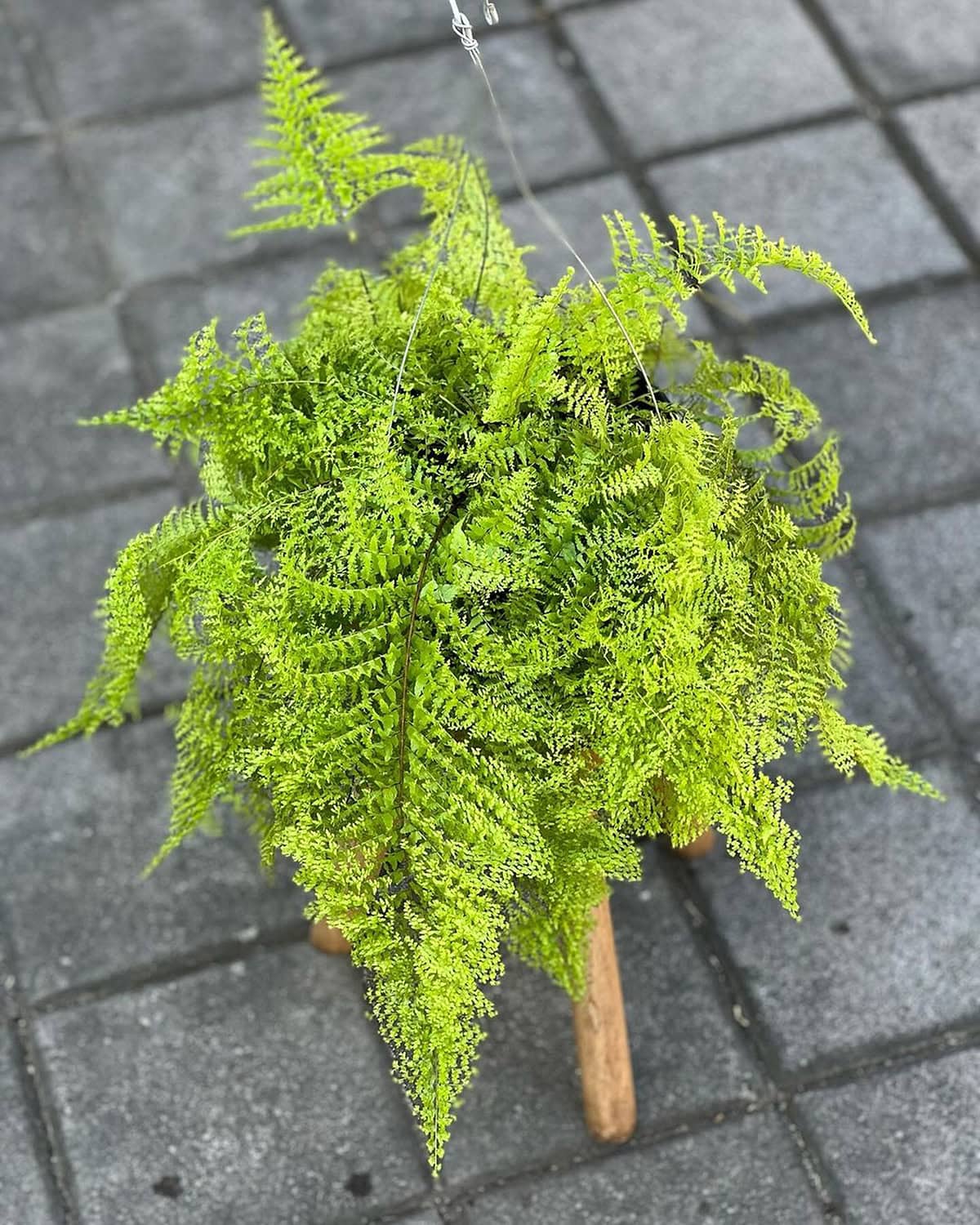 Bostorn Fern Plant Varieties