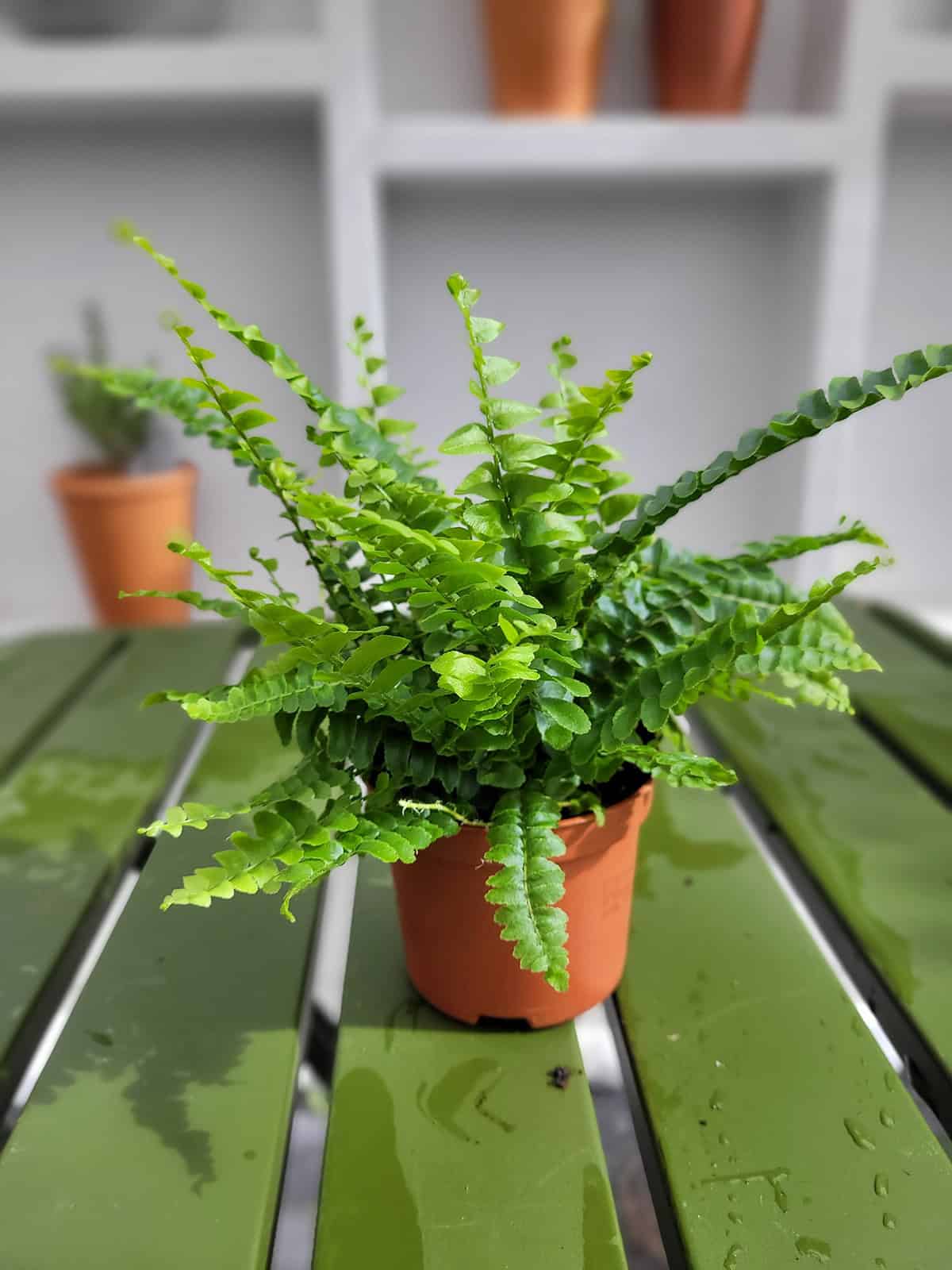 Bostorn Fern Potting And Repotting