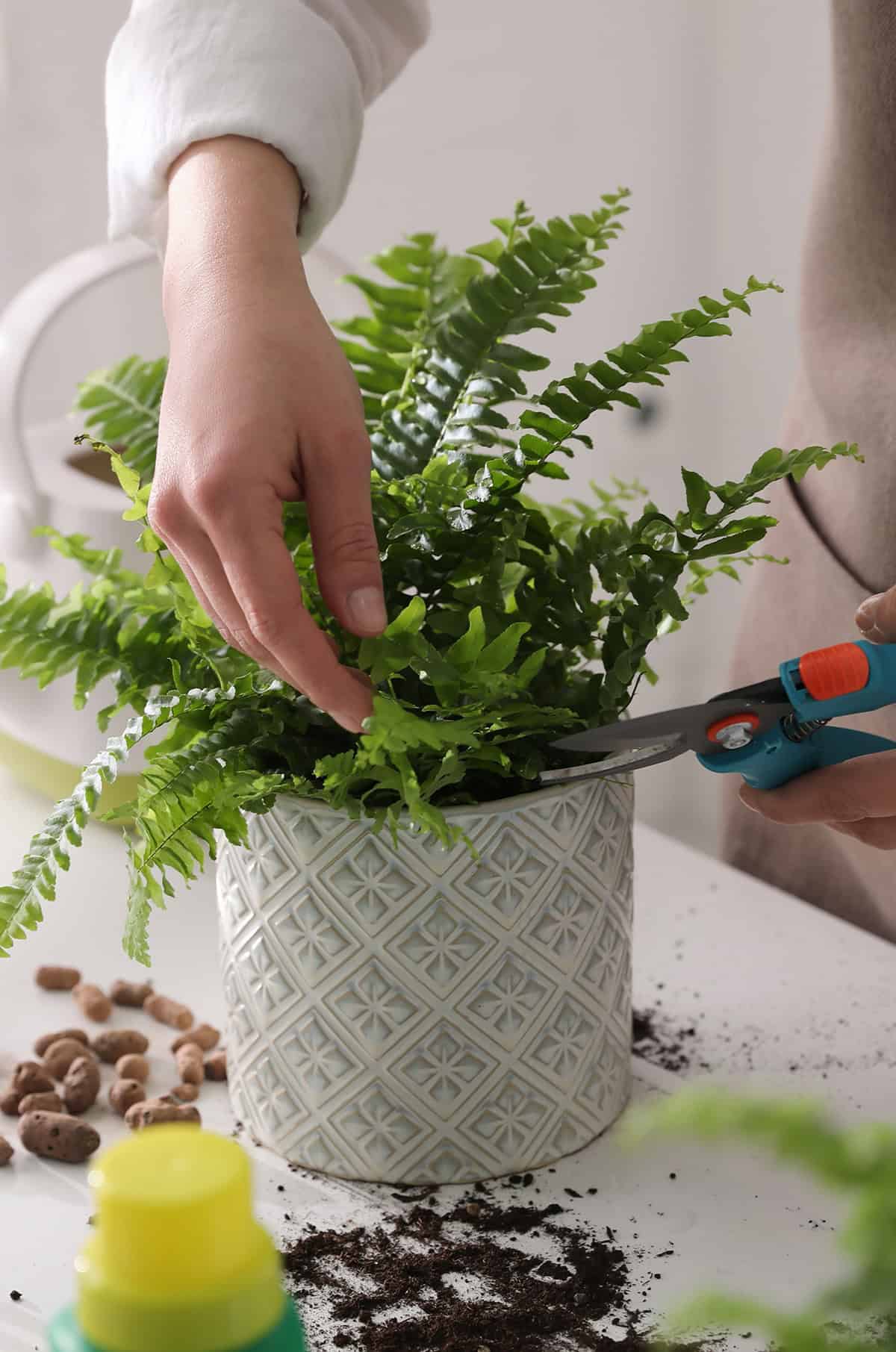 Bostorn Fern Pruning