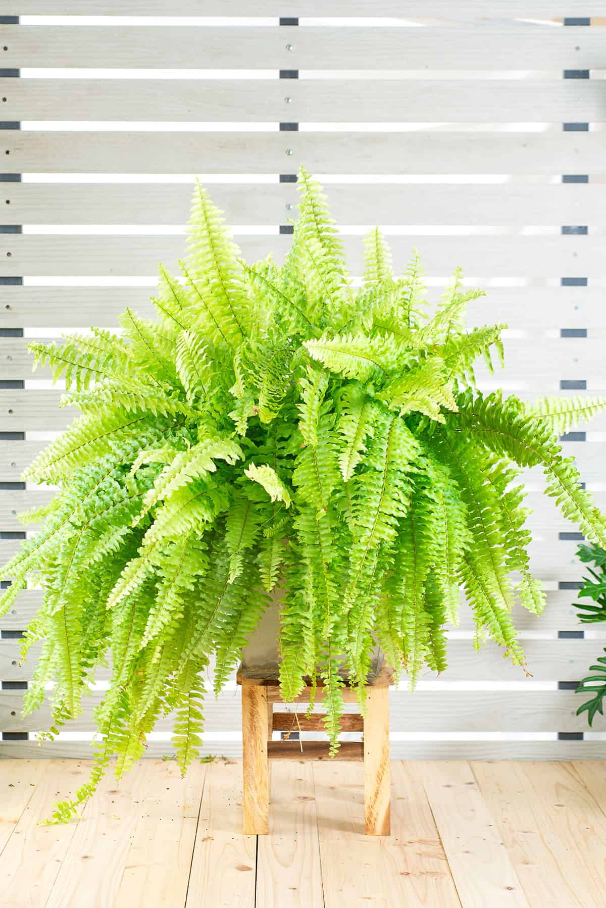 Bostorn Fern Temperature And Humidity