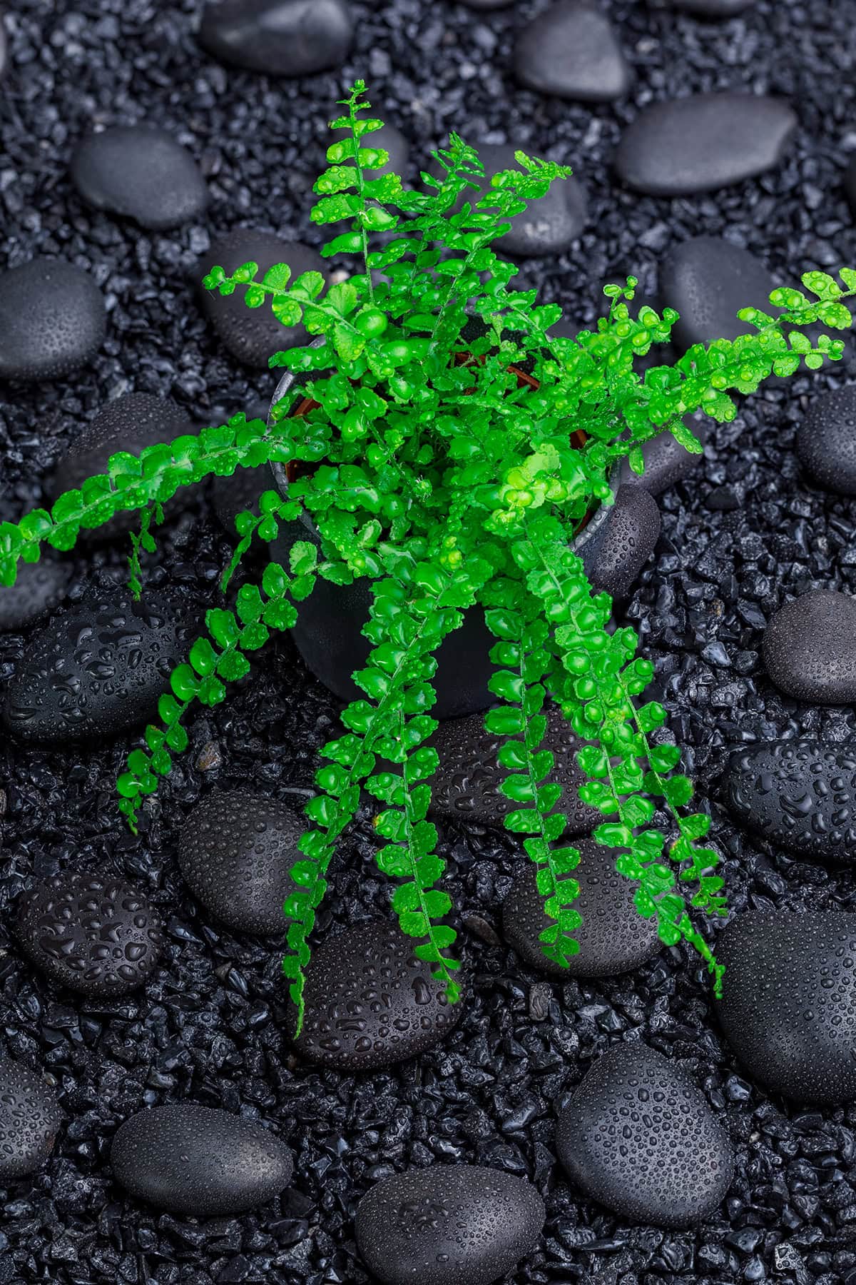 Bostorn Fern Water