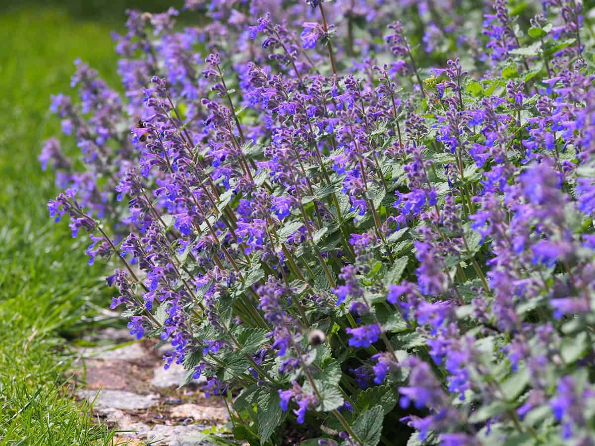 Catmint (Nepeta faassenii)