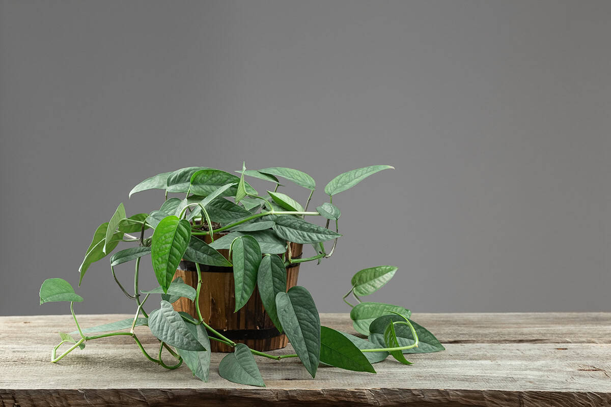 Cebu Blue Pothos (Epipremnum pinnatum ‘Cebu Blue’)
