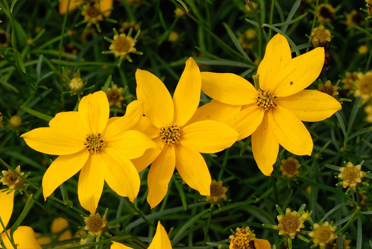 Coreopsis (Coreopsis verticillata, Coreopsis grandiflora)