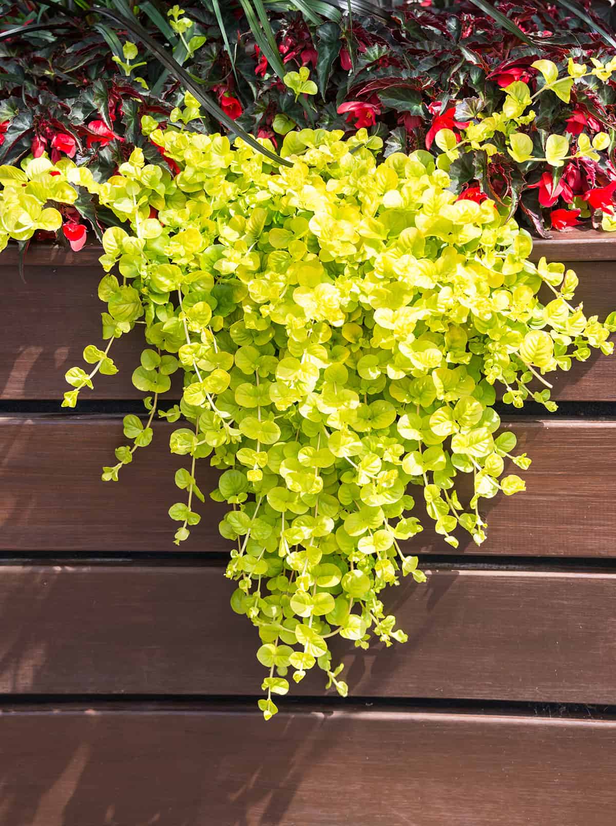 Creeping Jenny Light